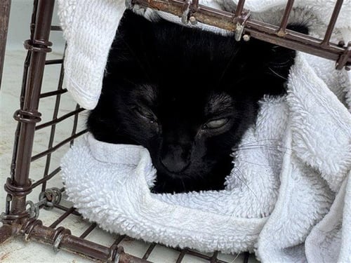 LIL TIGER - Domestic Short Hair available for adoption
