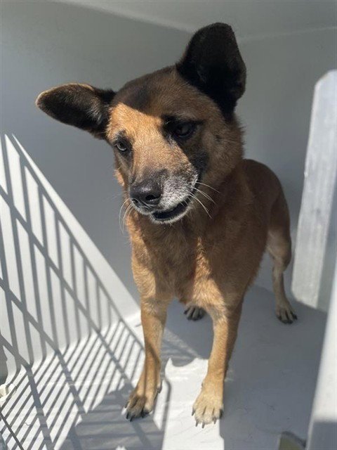 NICHOLAS Image