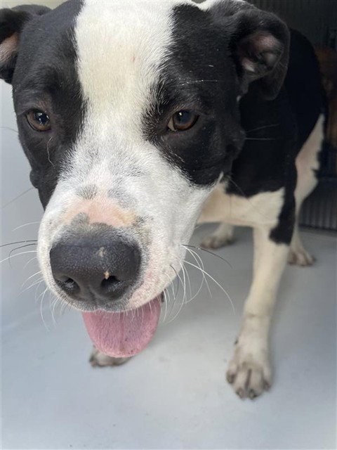 A658241 - Pit Bull Terrier available for adoption