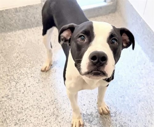 PANDA - Pit Bull Terrier available for adoption