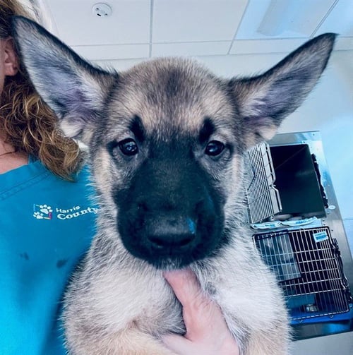 A655797 - German Shepherd Dog available for adoption