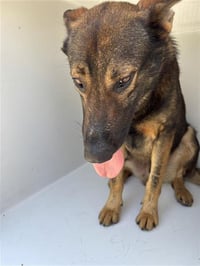 CEASER - Photo 1