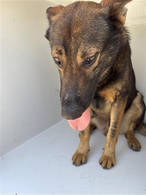 CEASER - German Shepherd Dog available for adoption