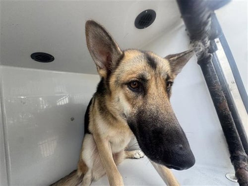 A658215 - German Shepherd Dog available for adoption