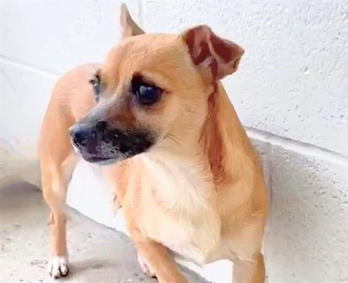 AMAYA - Chihuahua available for adoption