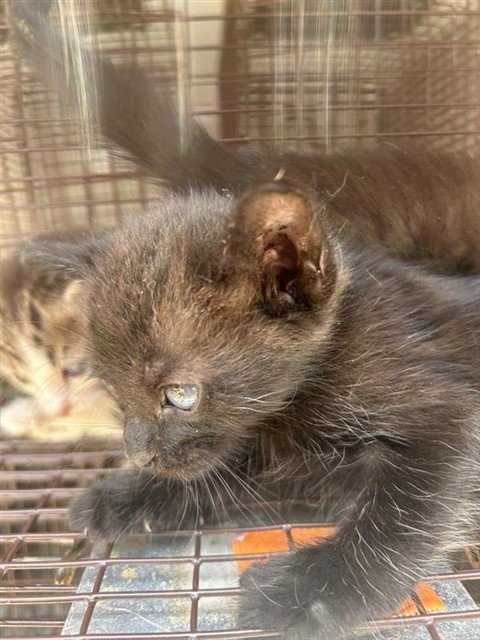A660152 - Domestic Short Hair available for adoption