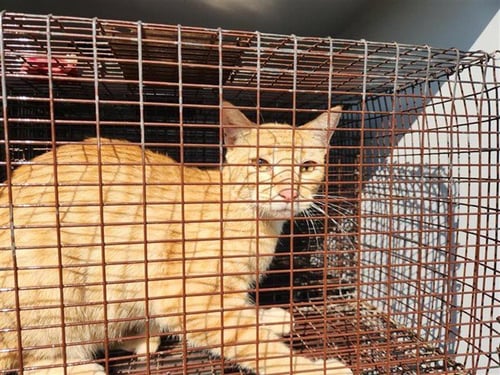 A662313 - Domestic Short Hair available for adoption