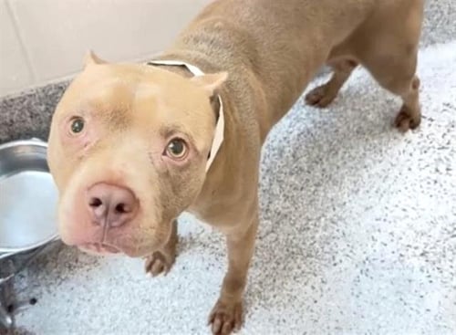 DENVER - Pit Bull Terrier available for adoption