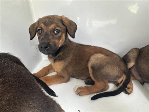 A657604 - Rhodesian Ridgeback available for adoption