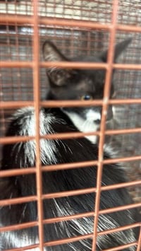 MOUSE - Photo 1