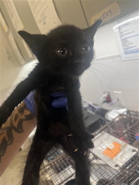 A658318 - Domestic Short Hair available for adoption