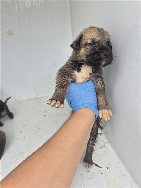 A657896 - German Shepherd Dog available for adoption