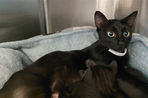 MOM - Domestic Short Hair available for adoption