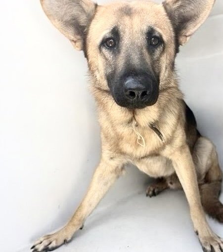A662635 - German Shepherd Dog available for adoption