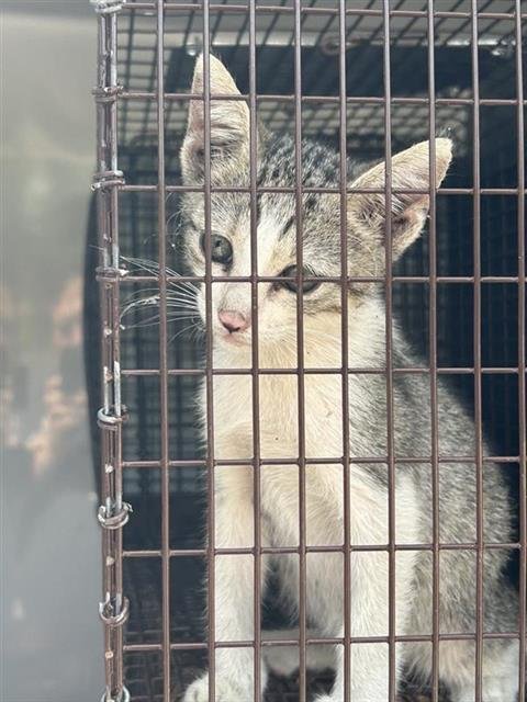 A662740 - Domestic Short Hair available for adoption