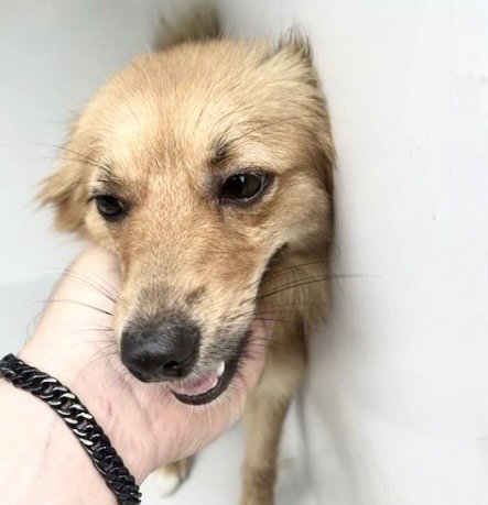 A657884 - Chihuahua available for adoption