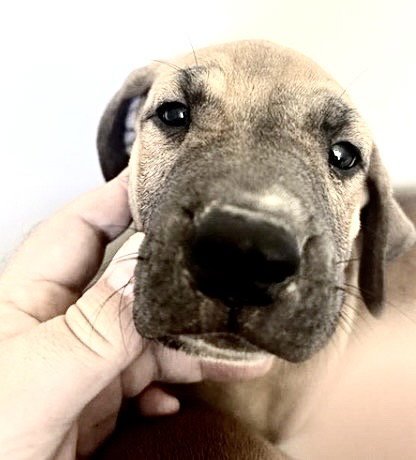 A660433 - Redbone Coonhound available for adoption