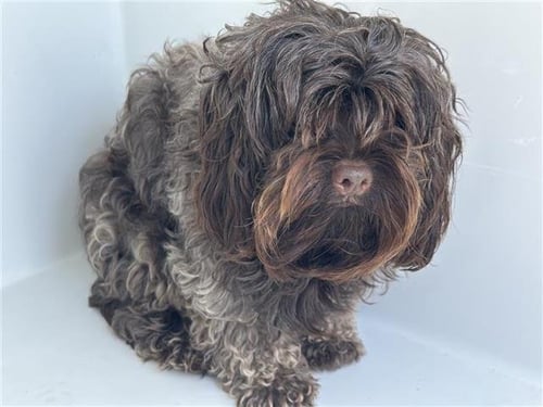 A657614 - Shih Tzu available for adoption