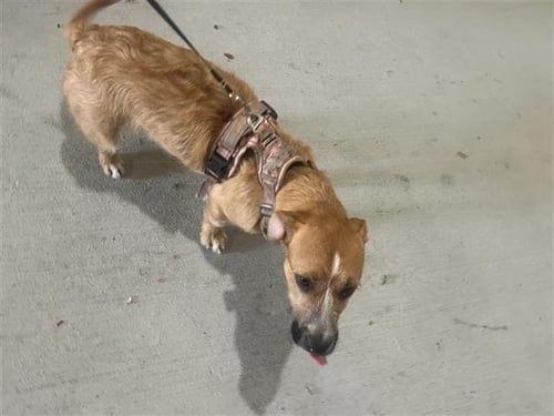 SPRINKLES - Cairn Terrier available for adoption