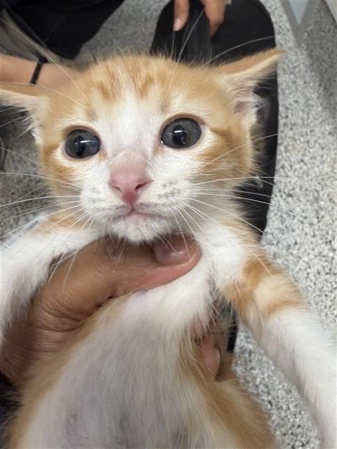 A654095 - Domestic Short Hair available for adoption