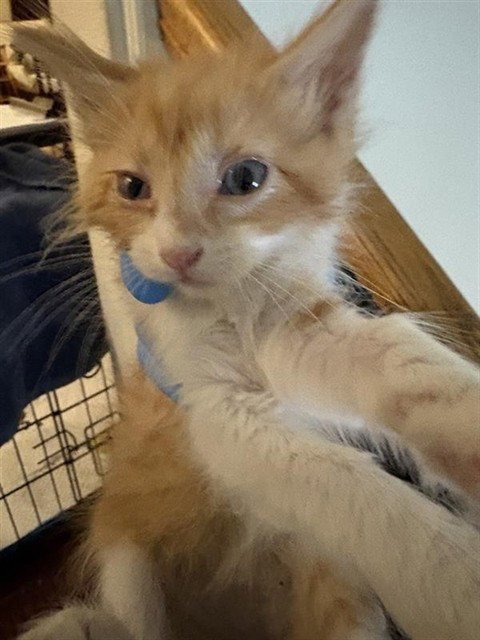 A657578 - Domestic Short Hair available for adoption
