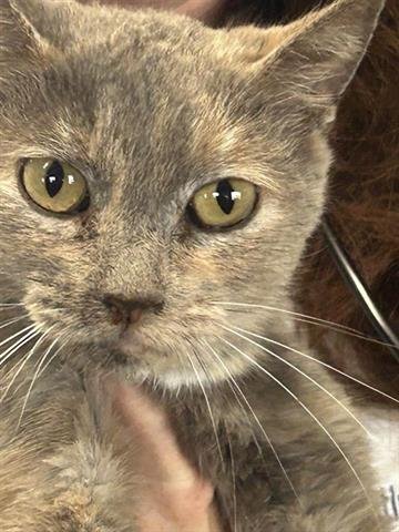 A650472 - Domestic Short Hair available for adoption