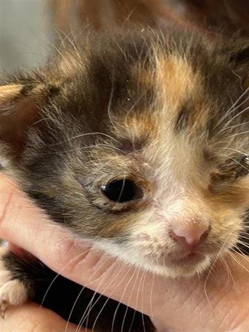 A650465 - Domestic Short Hair available for adoption