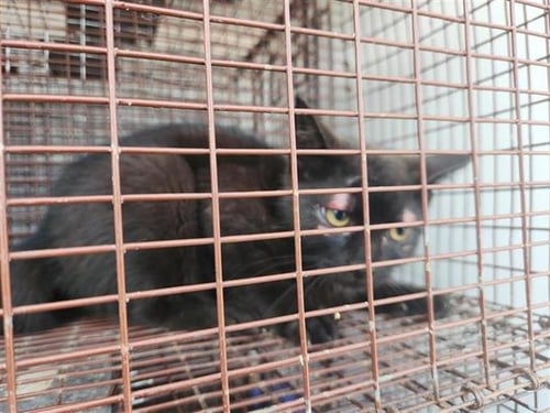 A658325 - Domestic Short Hair available for adoption