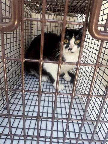A655895 - Domestic Short Hair available for adoption