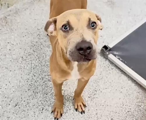 GUS - Black Mouth Cur / Pit Bull Terrier available for adoption