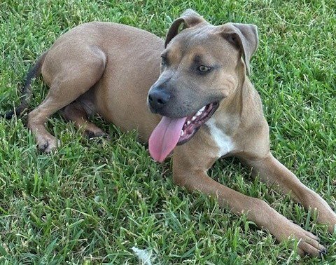 GUS - Black Mouth Cur / Pit Bull Terrier available for adoption