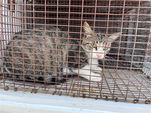A655939 - Domestic Short Hair available for adoption