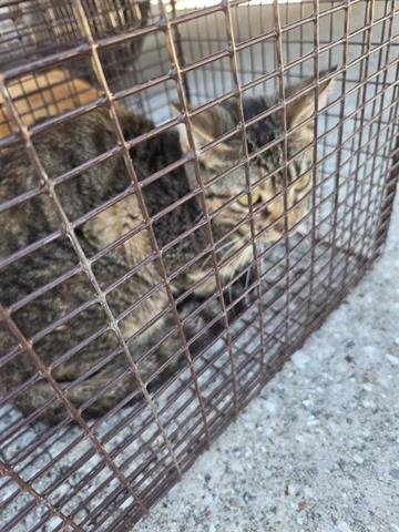 4 - Domestic Short Hair available for adoption