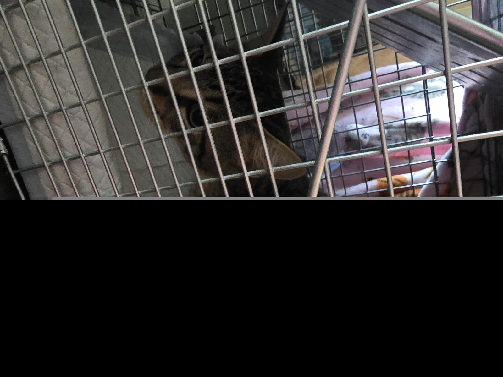 A650520 - Domestic Short Hair available for adoption