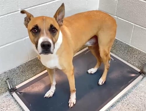 LINCOLN - Boxer available for adoption