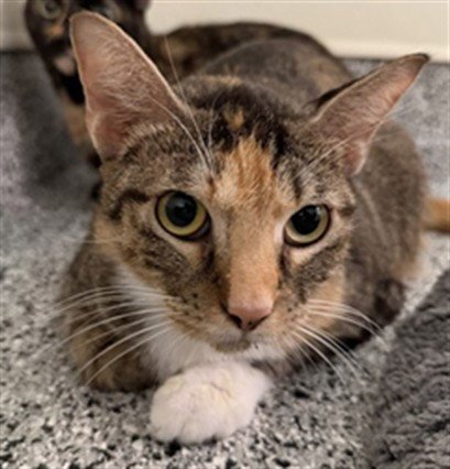 HOLLY - Domestic Short Hair available for adoption