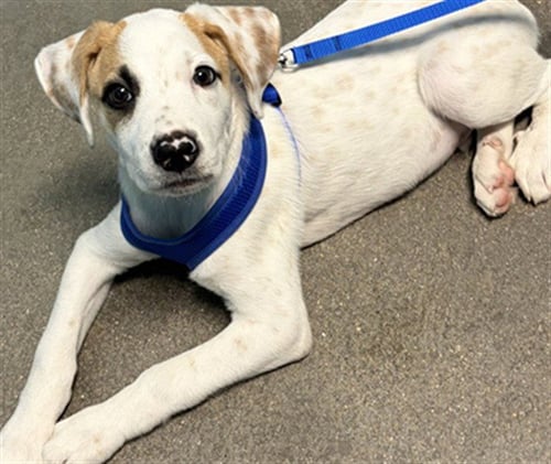 A660560 - Labrador Retriever available for adoption