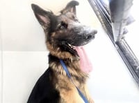 REX - Photo 1