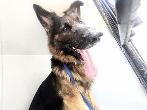 REX - German Shepherd Dog available for adoption