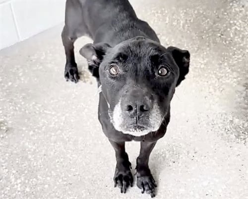 RONALD - Pit Bull Terrier available for adoption