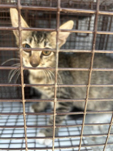 A661045 - Domestic Short Hair available for adoption