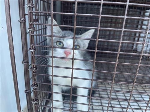 A657662 - Domestic Short Hair available for adoption