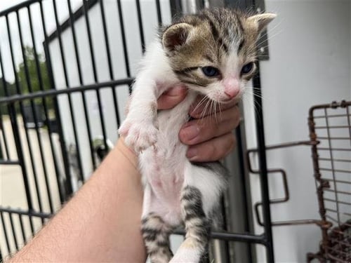 A655570 - Domestic Short Hair available for adoption