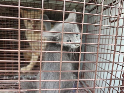 A658512 - Domestic Short Hair available for adoption