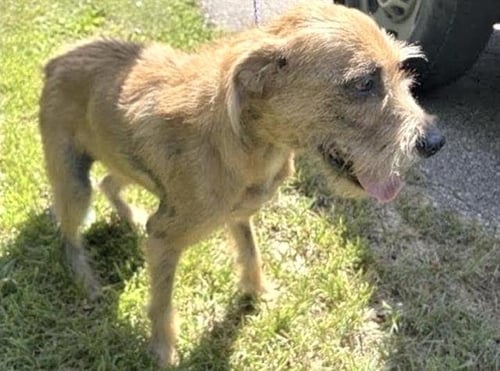 CANELO - Schnauzer / Labrador Retriever available for adoption