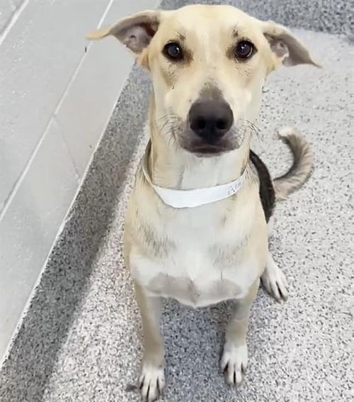 RACHEL - German Shepherd Dog available for adoption