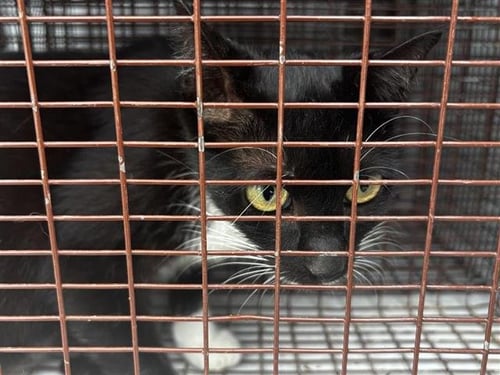 A656260 - Domestic Short Hair available for adoption
