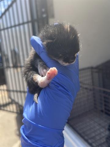 MILLY - Domestic Medium Hair available for adoption