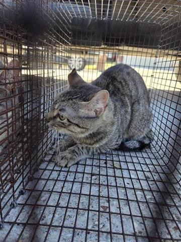 12 - Domestic Short Hair available for adoption