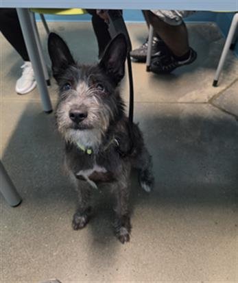 NUGGET - Miniature Schnauzer available for adoption